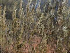 Senna artemisioides artemisioides
