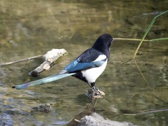 Pica hudsonia