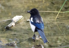 Pica hudsonia