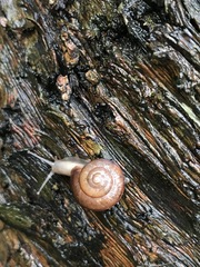 Bradybaena similaris