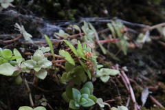 Crassula pellucida pellucida