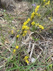Synaphea spinulosa