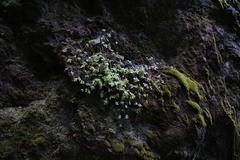 Crassula pellucida pellucida