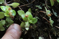 Crassula pellucida pellucida