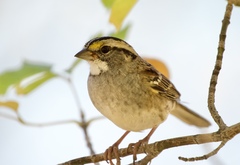 Zonotrichia albicollis
