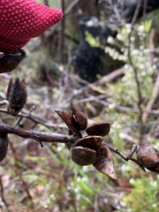 Hakea amplexicaulis