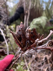 Hakea amplexicaulis