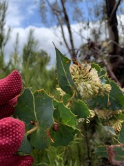Hakea amplexicaulis