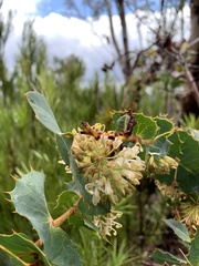 Hakea amplexicaulis