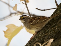 Zonotrichia albicollis