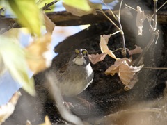 Zonotrichia albicollis