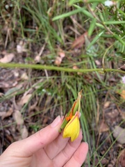 Patersonia umbrosa