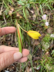 Patersonia umbrosa