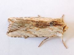 Hypotrix diplogramma