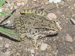 Lithobates yavapaiensis