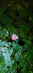 Nymphaea pubescens