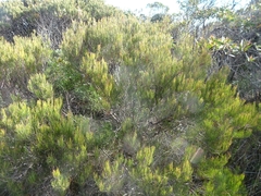 Allocasuarina nana