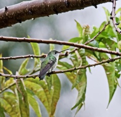 Elliotomyia viridicauda