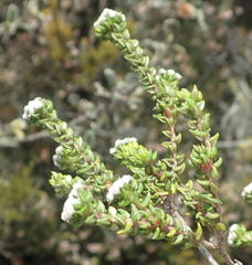 Phylica debilis debilis