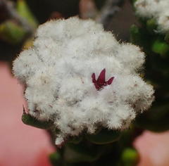 Phylica debilis debilis