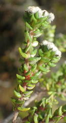 Phylica debilis debilis
