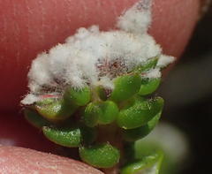 Phylica debilis debilis