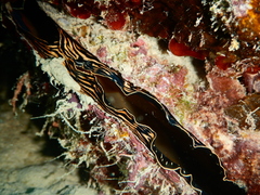 Atrina vexillum