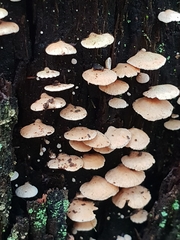 Panellus luxfilamentus