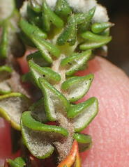 Phylica debilis debilis