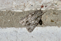 Acronicta lobeliae