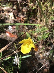 Patersonia umbrosa
