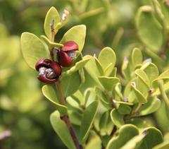 Maytenus lucida