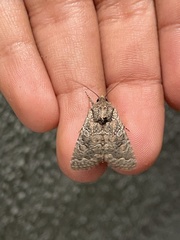Hexorthodes nipana