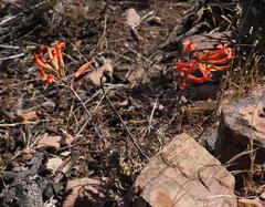 Tylecodon grandiflorus