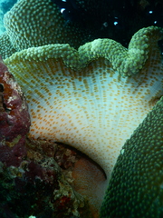 Stichodactyla mertensii