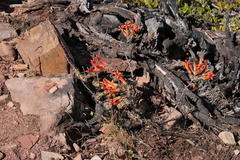 Tylecodon grandiflorus