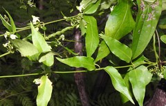 Leichhardtia longiloba