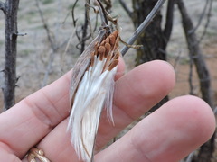 Funastrum