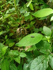 Pterygota
