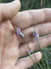 Polygala chapmanii