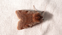 Cerastis rubricosa