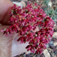 Eriogonum microtheca simpsonii