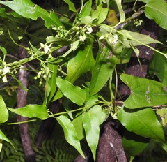 Leichhardtia longiloba