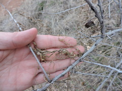 Funastrum