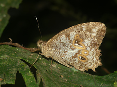 Amphidecta calliomma