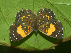 Parvospila emylius