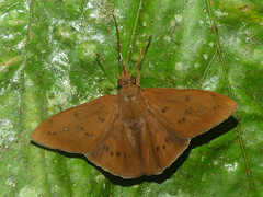 Dyscophellus ramusis