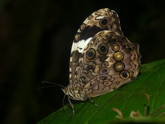 Manataria hercyna