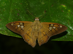 Nascus phocus