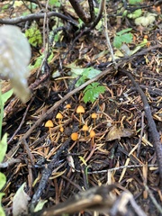 Mycena strobilinoidea